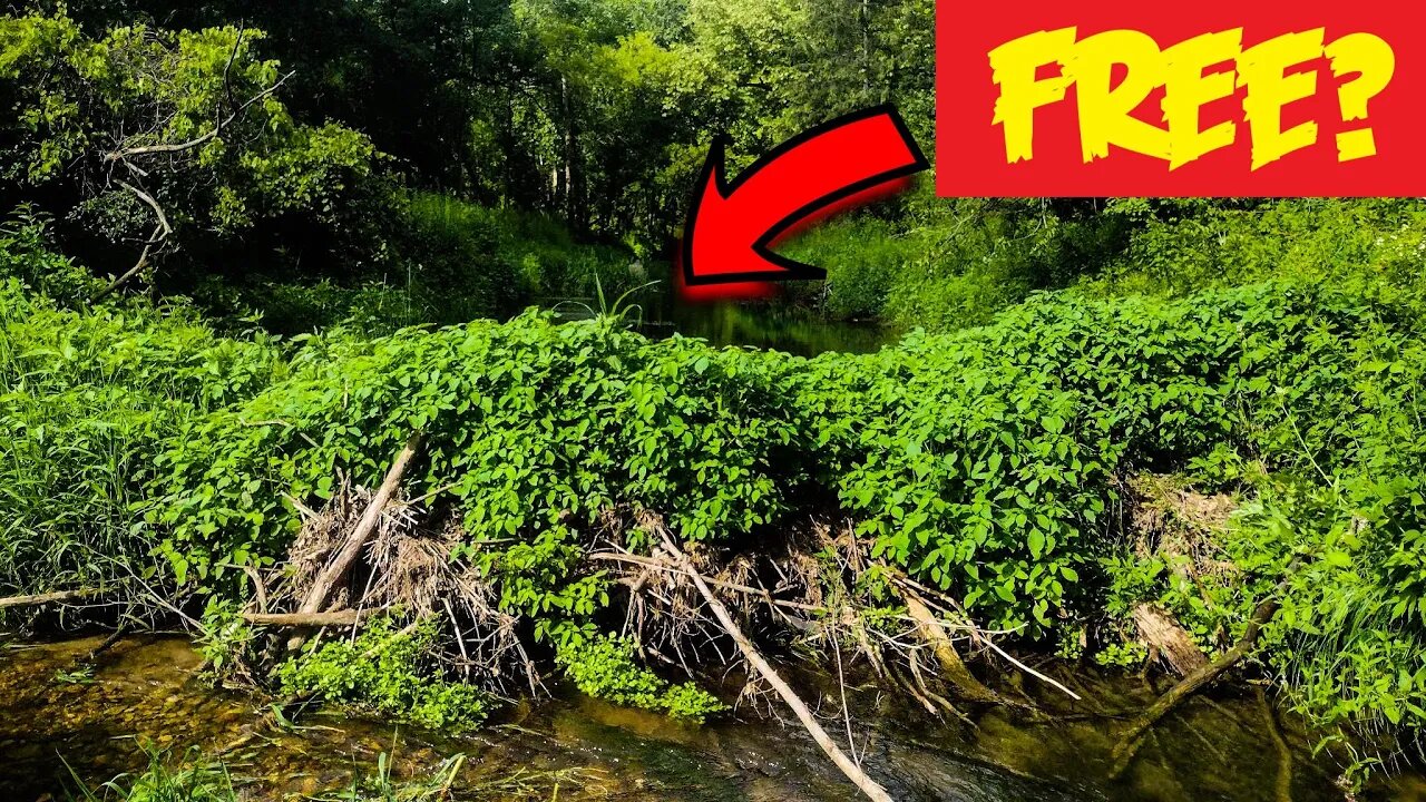 Removing a Beaver Dam for FREE - She Was So Happy