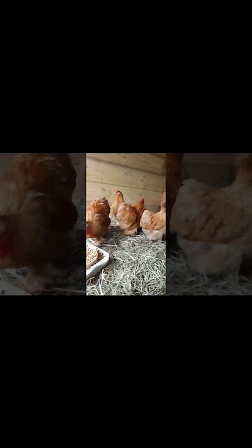 Good morning Buff Pekins