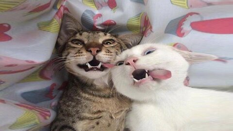 Funniest Cats 😹 - Don't try to hold back Laughter 😂 - Funny Cats Hack - 55