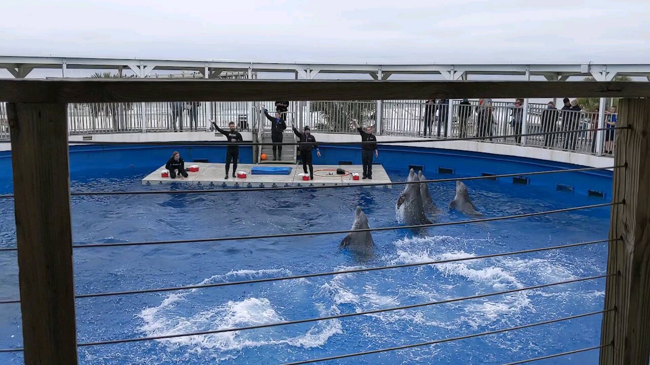 December dolphin show