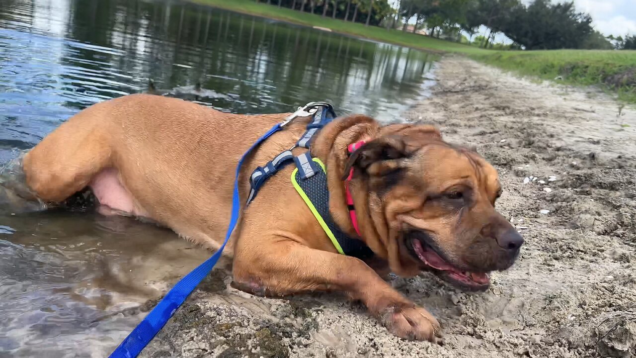 Cute dogs playing in the river