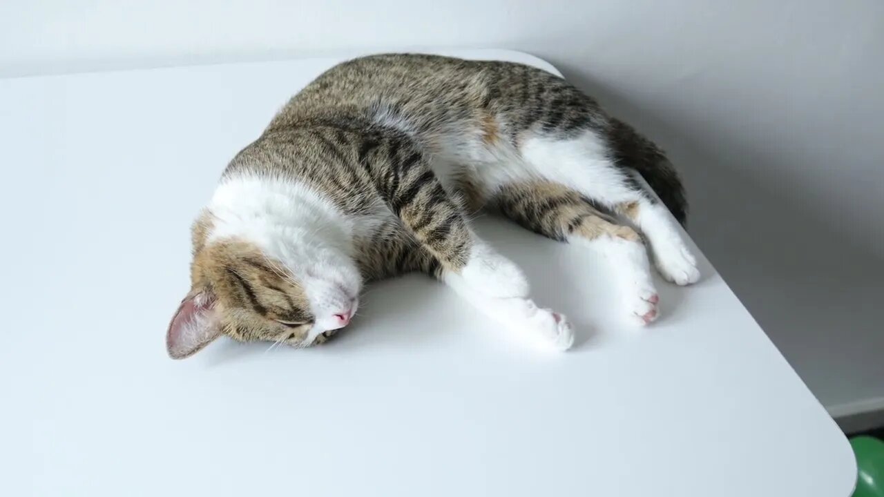 Sly Cat Likes Sleeping on the Table, not on the Floor