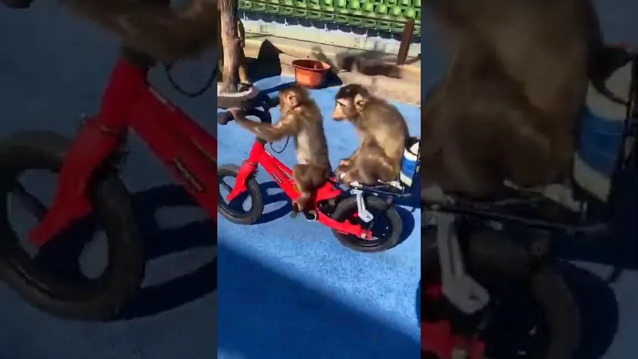 Macaquinhos Andando de Bicicleta #shorts