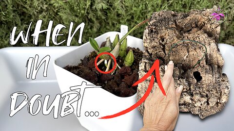 Do THIS if Your Orchid is not THRIVING in a Set Up | Risky! Necessary! Orchid Rescue #ninjaorchids