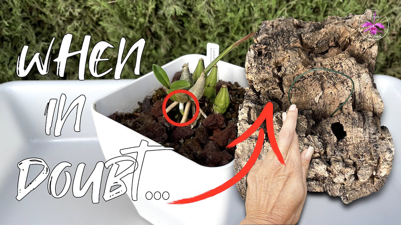 Do THIS if Your Orchid is not THRIVING in a Set Up | Risky! Necessary! Orchid Rescue #ninjaorchids