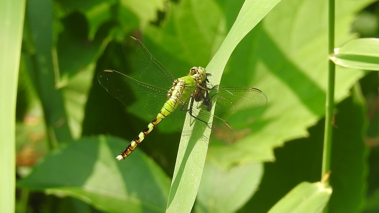 Dragonflies of Petrie Island, Dragonfly eating Horsefly