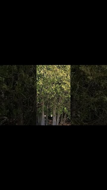 #shorts don't undervalue cedars in your food forest