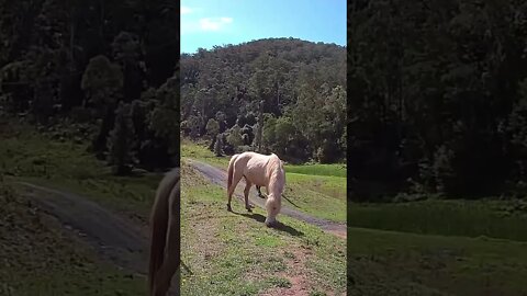 Palomino brumby