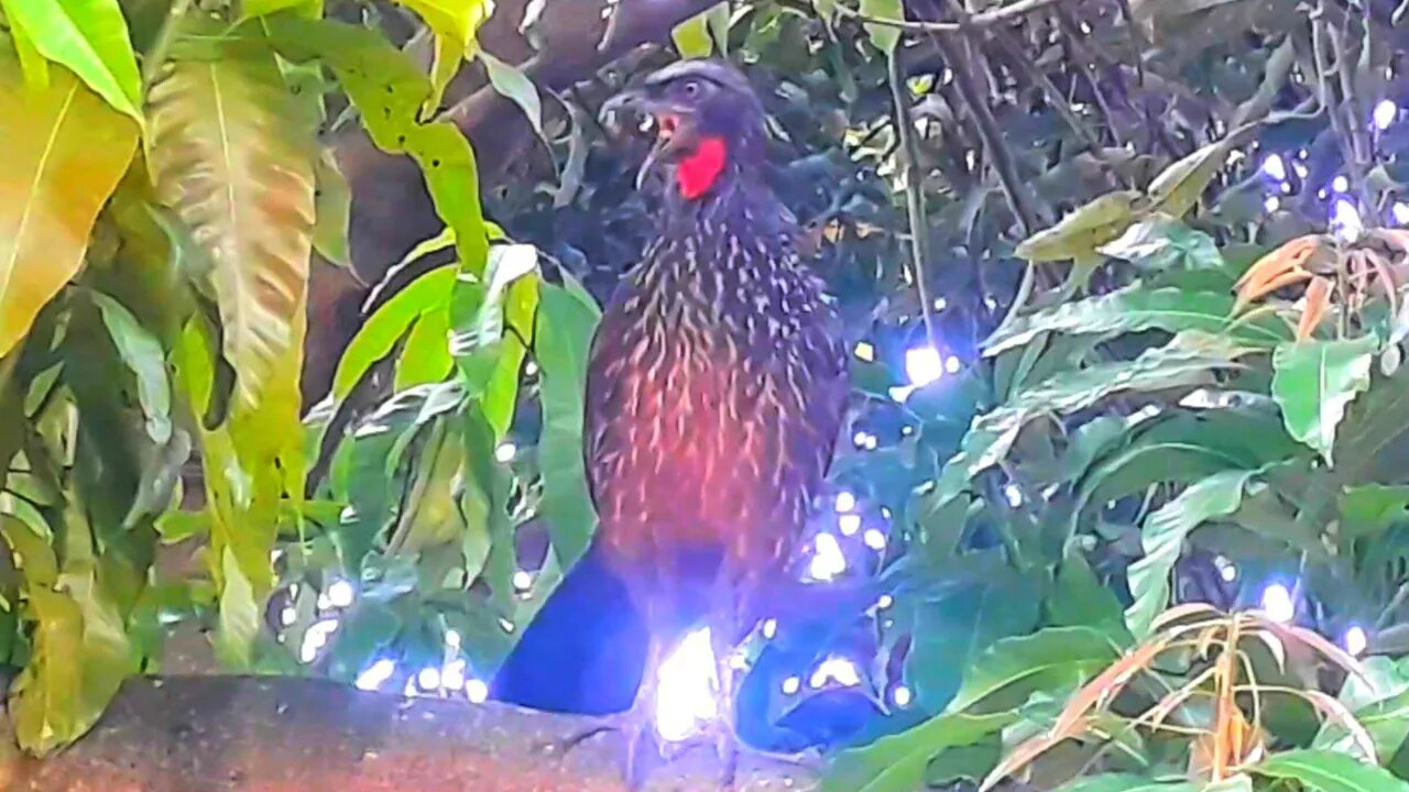 Jacu em cima da árvore Jacuaçu Penelope aves craciformes, guans, pava