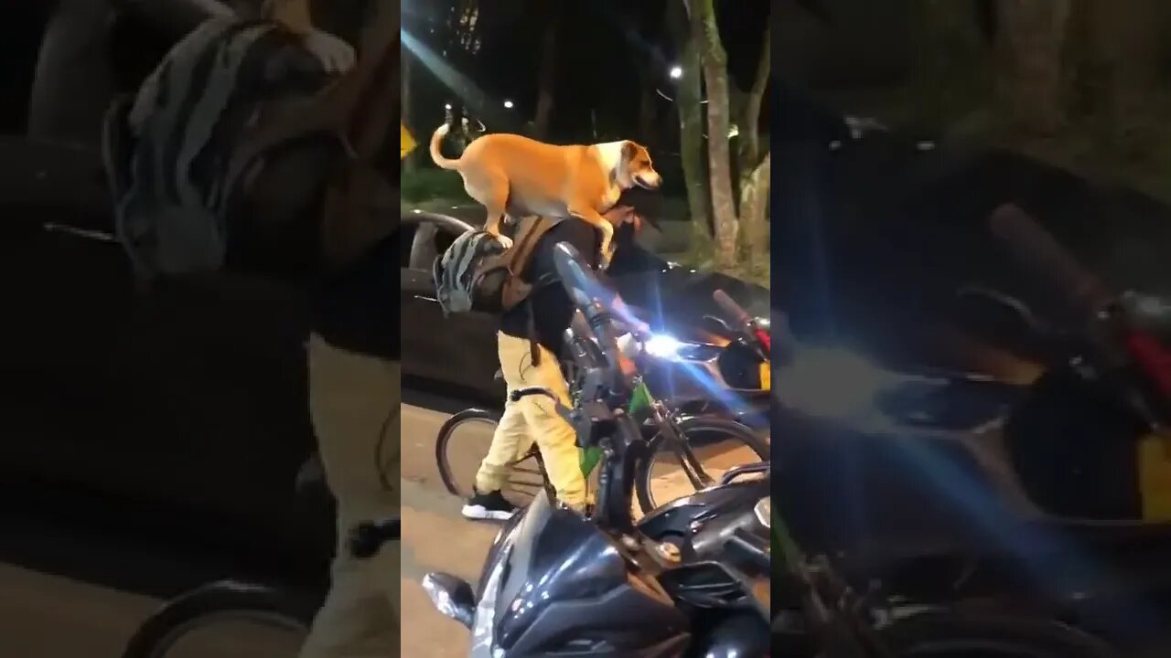 Essa é a prova que o cachorro confia no seu dono