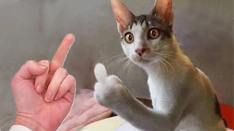 What did the cat look in the mirror? MUST WATCH 2022