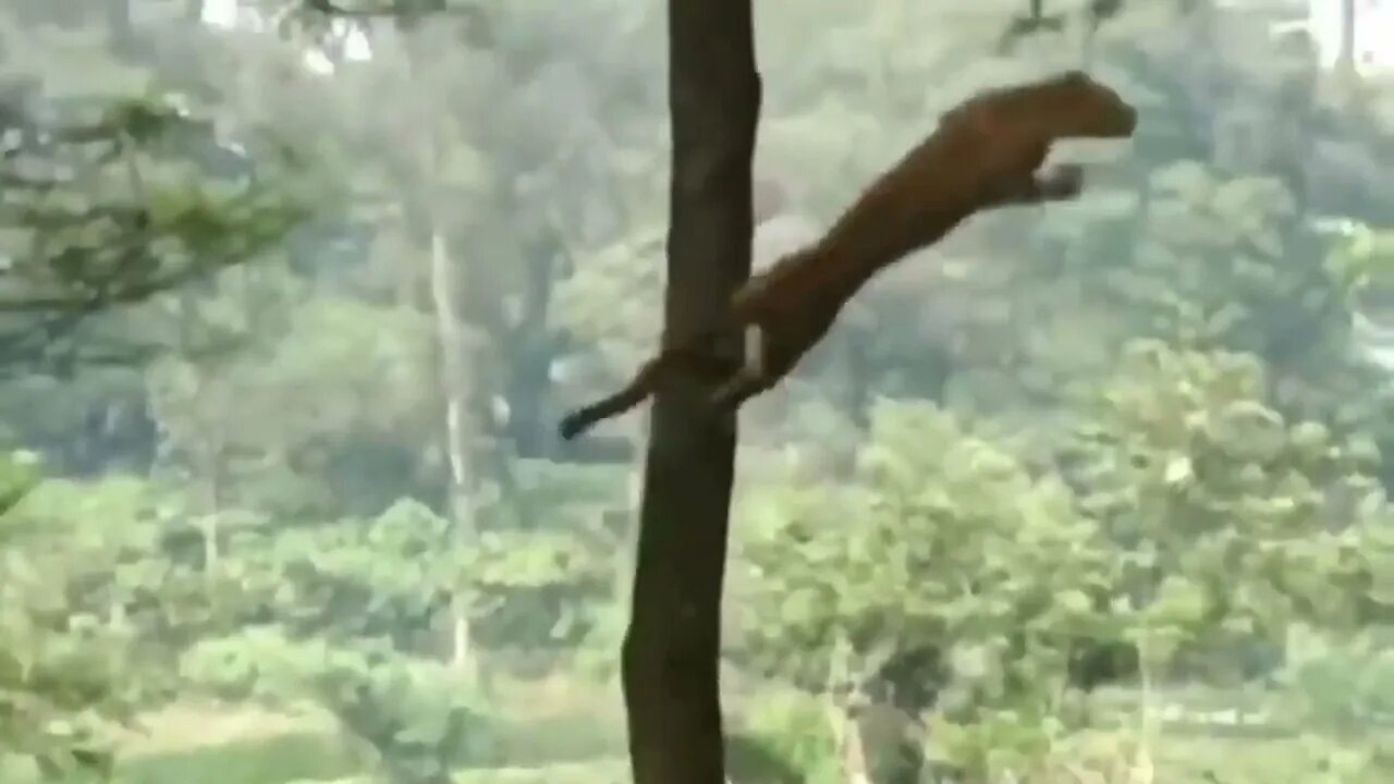 Unbelievable Monkey Save Mouse From Snake Hunting Cat vs King Cobra Snake, Lizard Real Fights-8