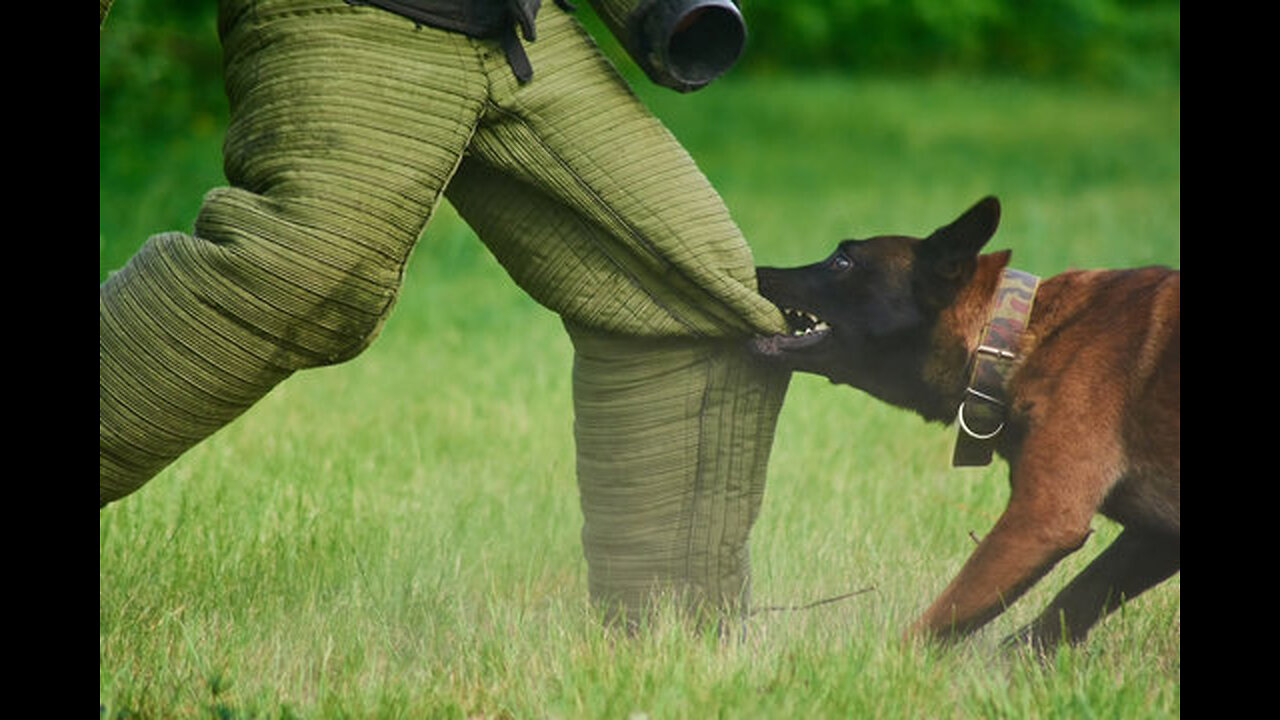 How to teach a dog not to bite