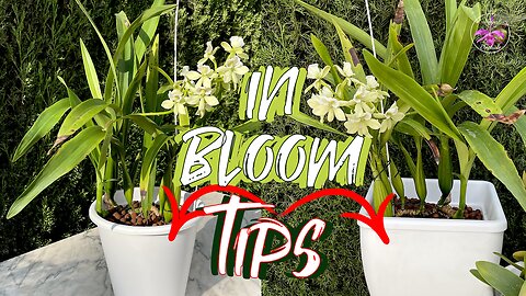 My TOP TIPS & Questions YOU NEED to Answer for YOURSELF | Repotting Orchids in Bloom #ninjaorchids