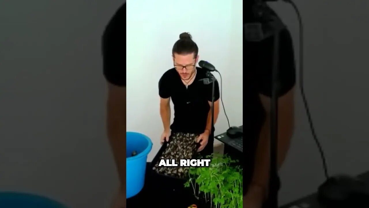 Ultimate Gardening Hack The Perfect Moringa Microgreen Technique Revealed