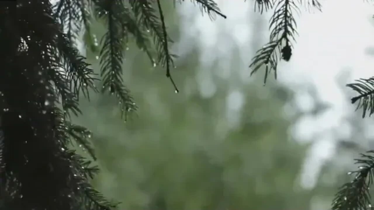 RAINSTORM IN THE FOREST