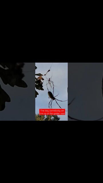 SPIDER 🕷 NEST PARK #shorts