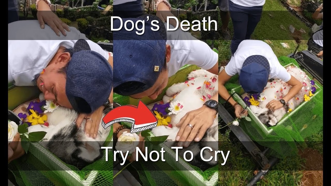 Owner Crying for Dog's Death | try not to cry