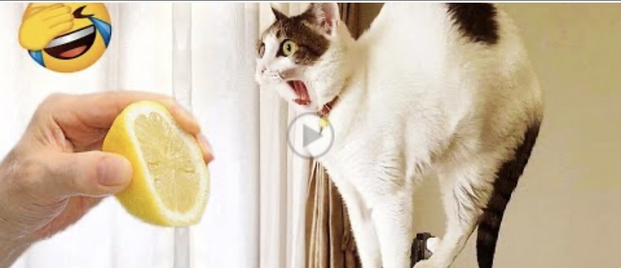 New Funny Videos 2023😍Cutest cat and Dog🥰