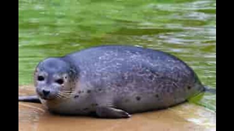 SEAL PLAYING