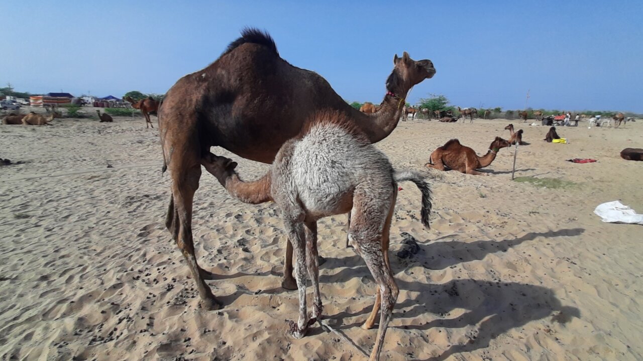 The baby camel is drinking milk Camel Milking Milk Taste drinking Camel Baby Camel By Thar