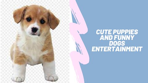 Cute Puppies | funny dogs entertainment