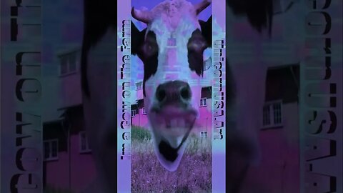 I'm a cow on the farm (Official Music Video)