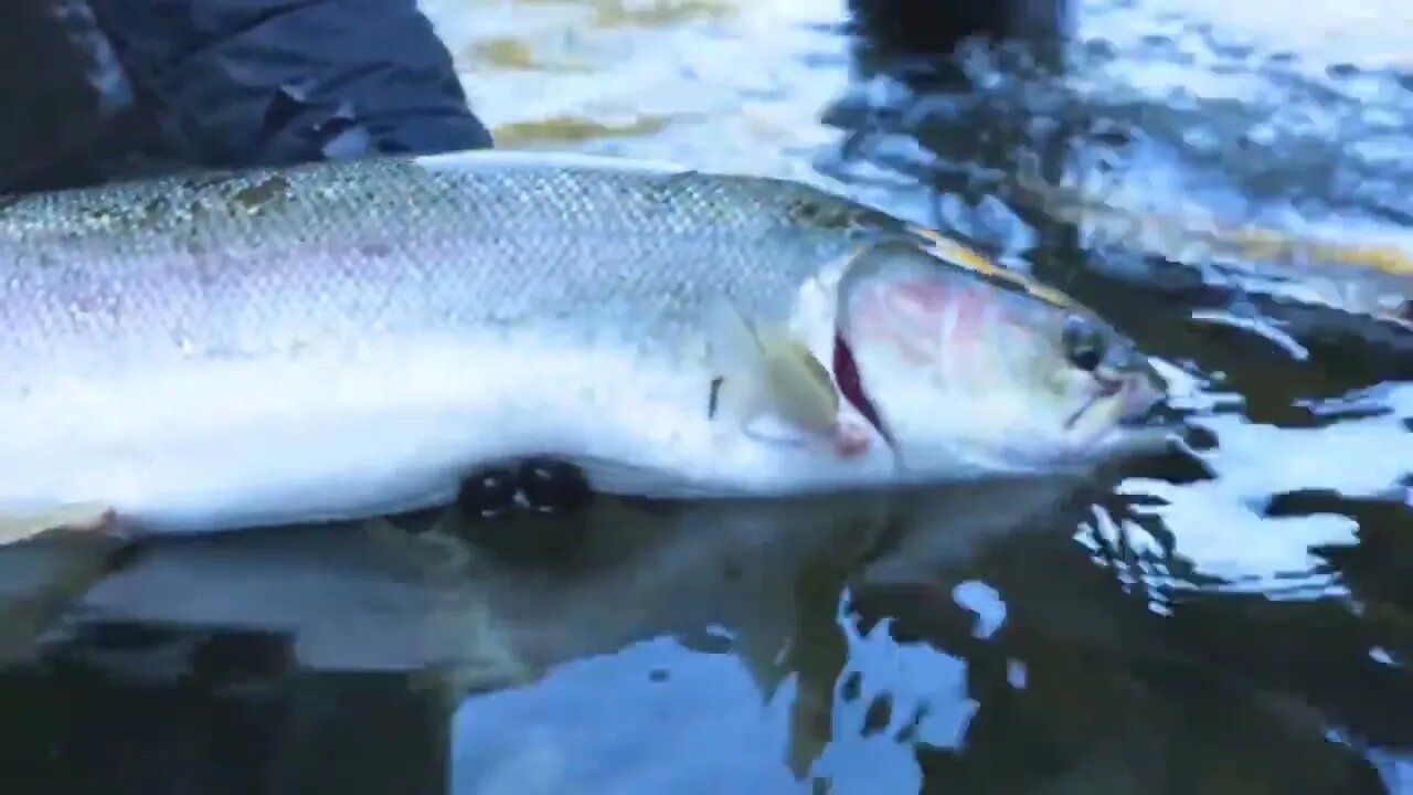 Crazy MONSTER Steelhead FISHING! Epic BOBBER DOWNS! (NEW PB HATCHERY_) @ 12