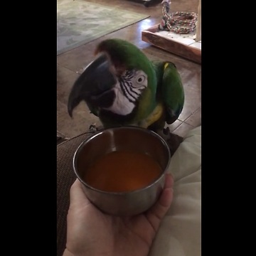 Macaw verbally expresses love for favorite juice