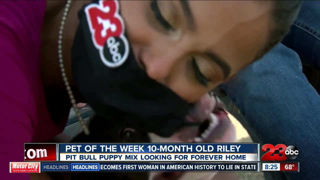 Pet of the Week 10-month-old Riley Pitbull mix