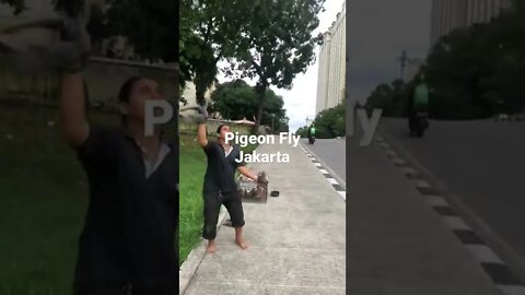 Pigeon Fly Jakarta