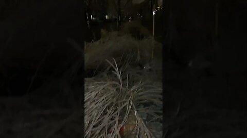 Montreal Grasses Turns Crystal Glass