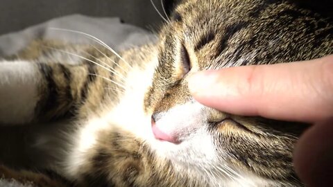 Warmth Makes Kitten Rudolph Purr