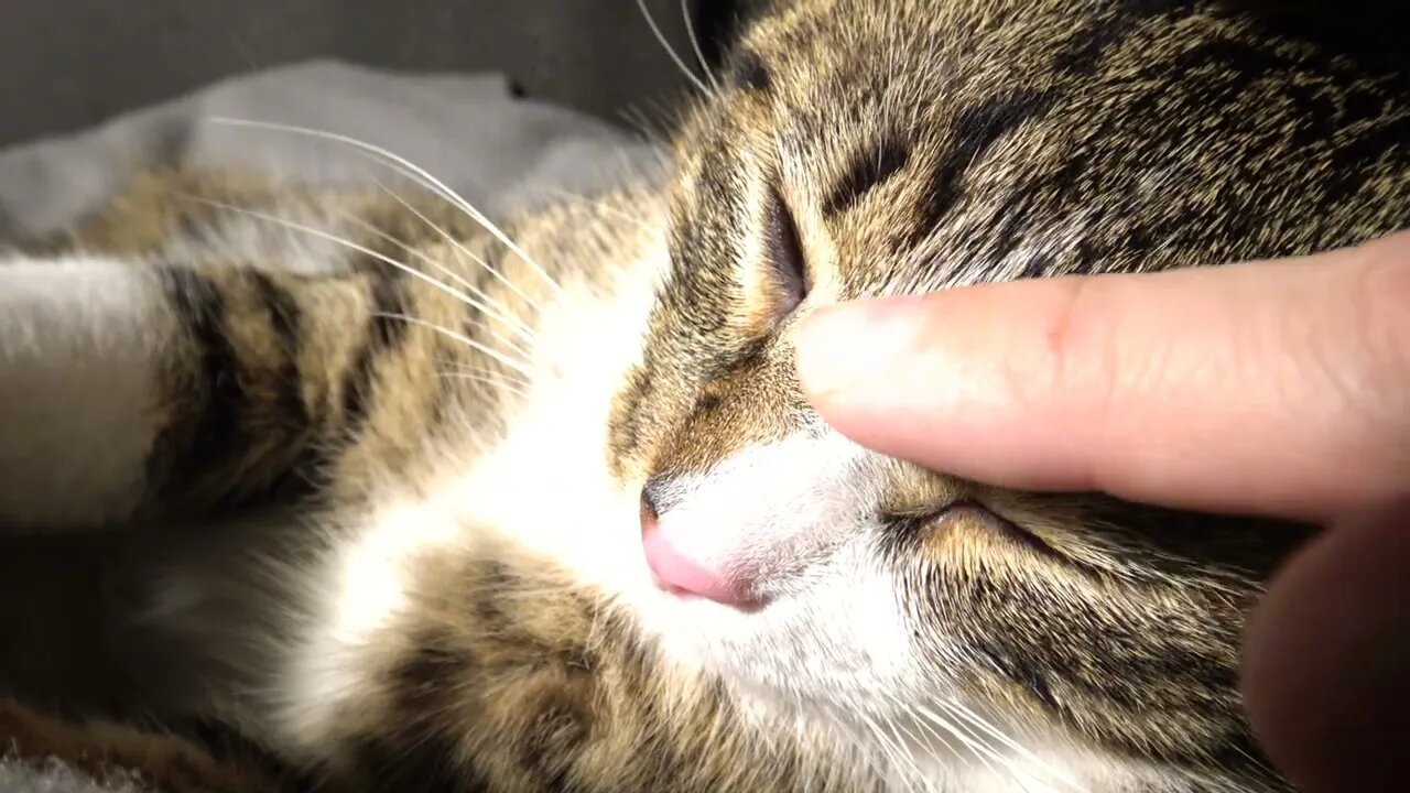 Warmth Makes Kitten Rudolph Purr