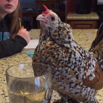 Know It All Chicken Giving Lessons About Drinking From A Wine Glass