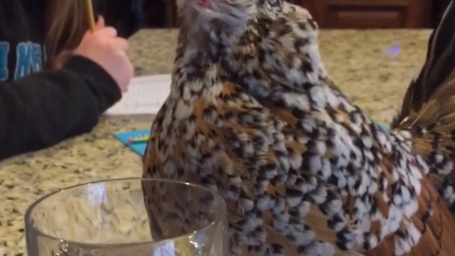 Know It All Chicken Giving Lessons About Drinking From A Wine Glass