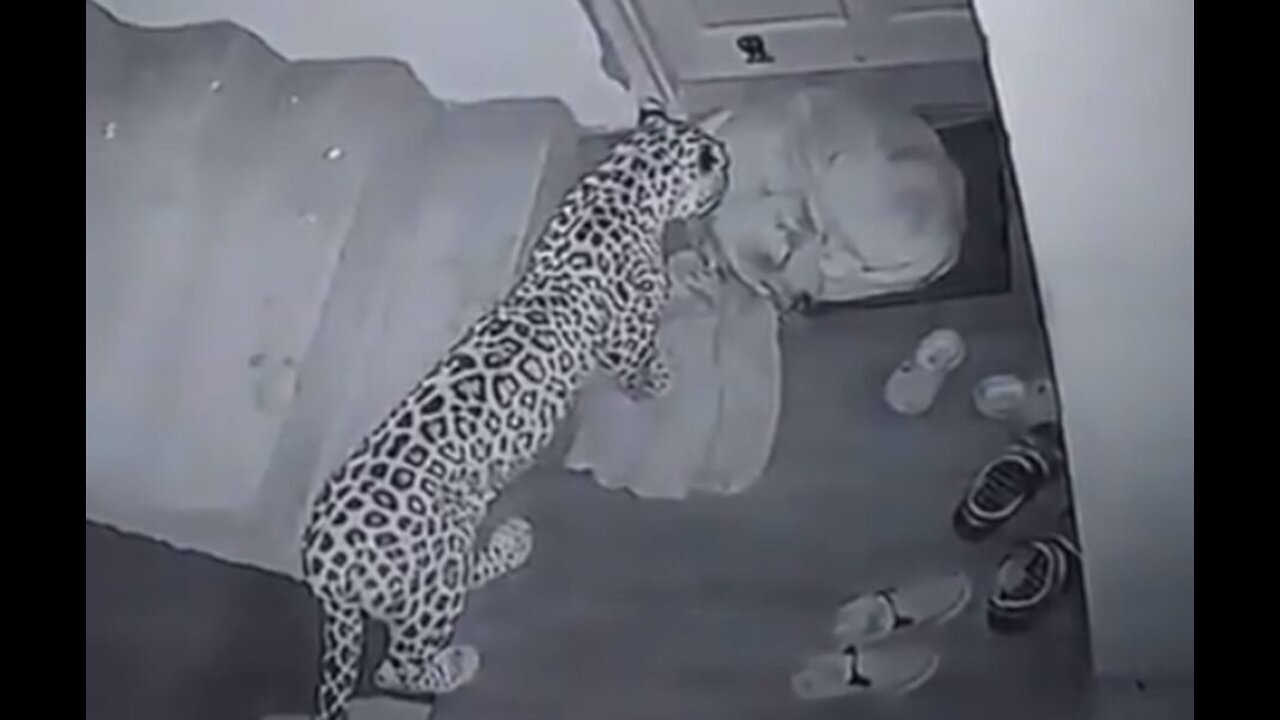 Video records sneaky attack of Leopard and dog inside residence