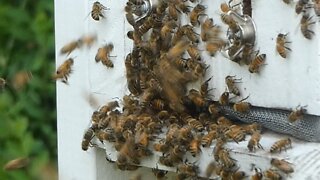 BACK YARD HOMESTEAD (Bees Being Bees)