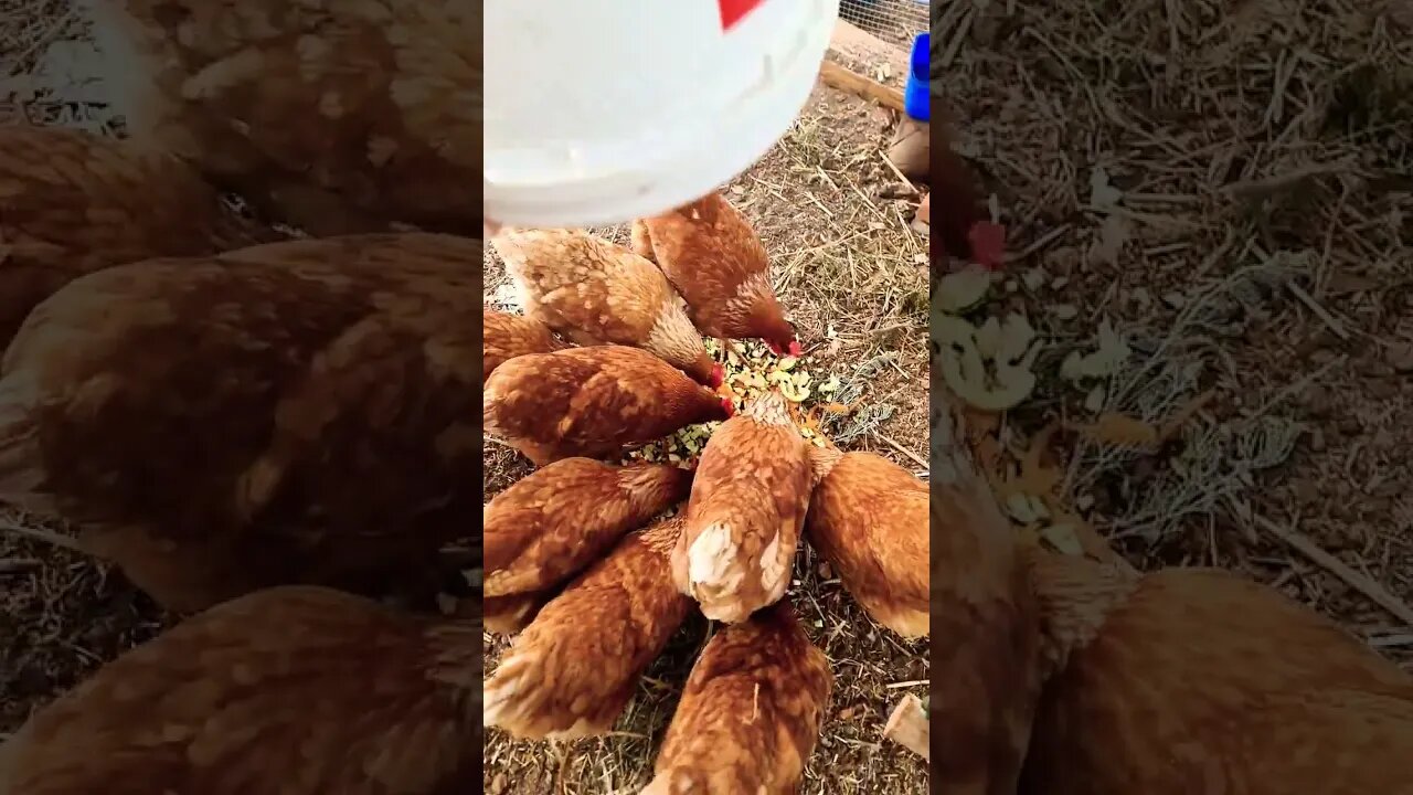 Clucky Chickens