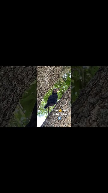 We saved a baby bird 🐦 👍like & ▶️ subscribe #savingbabybird #birdrescue #babybirds #babybirdvideo