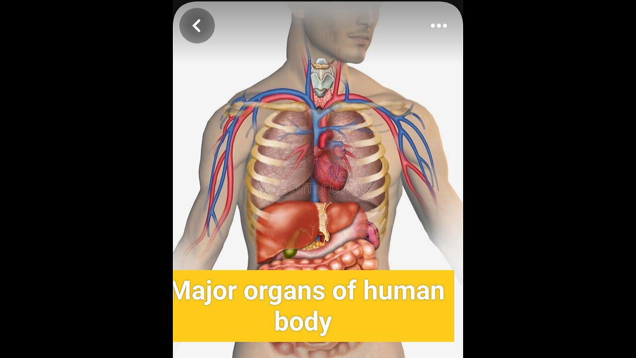 Majors organs of human body