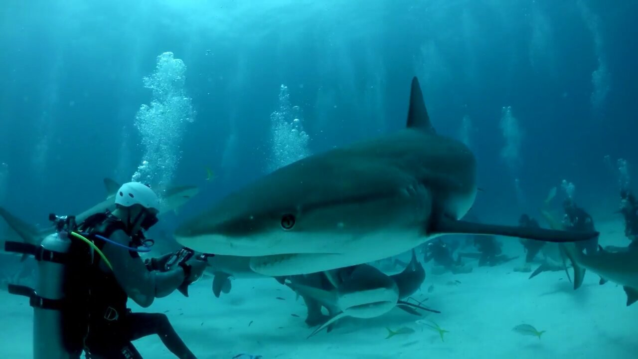 Scariest shark dive at Bahamas 🇧🇸 🦈