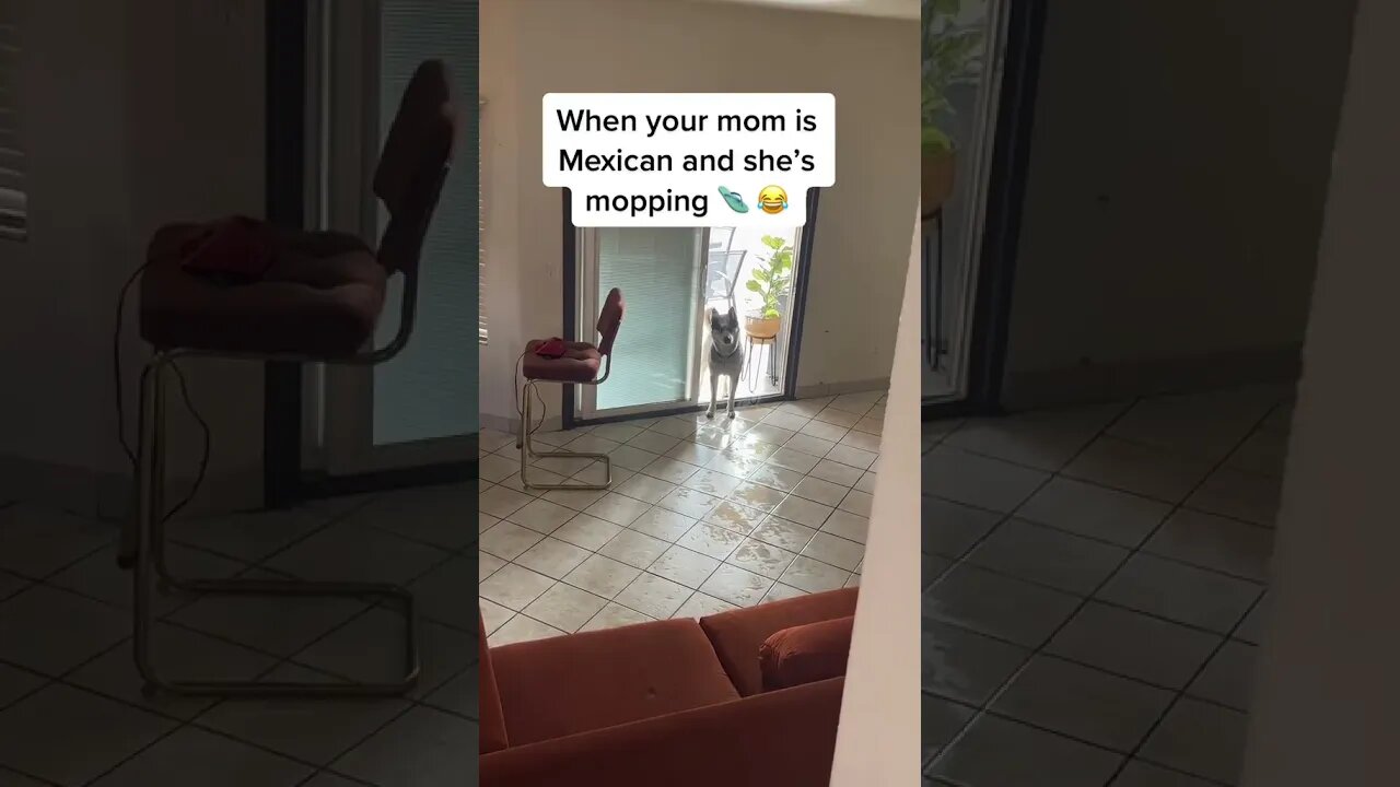 Don’t mess with a Mexican Husky mom #funnydogs #cutedogs #husky #dogs #funnyhuskyvideo #dog #mexico