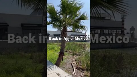 Back in Ajijic, Mexico