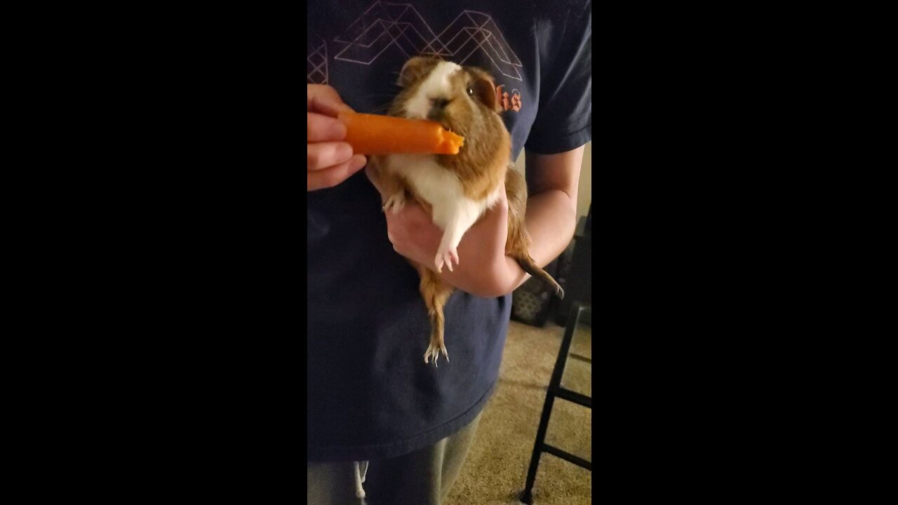 Hungry Guinea Piggies