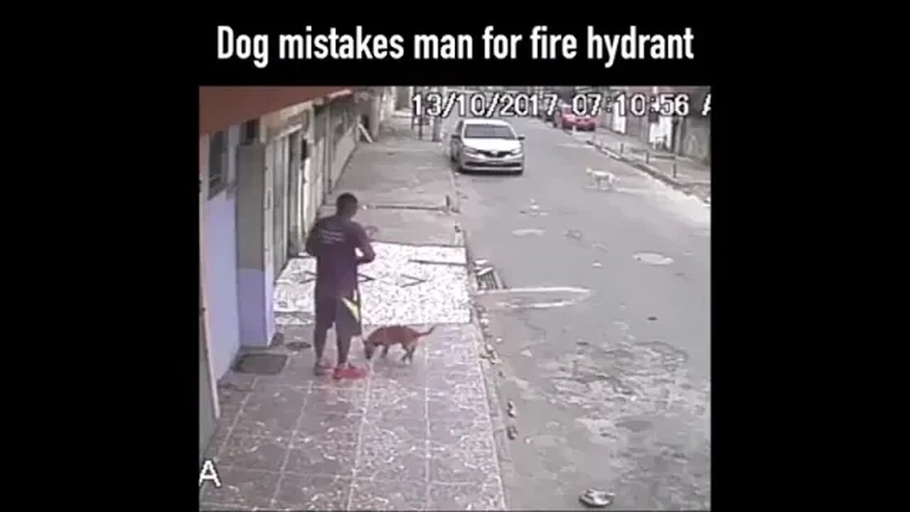 Dog mistakes man for fire hydrant, YouVlog_Video
