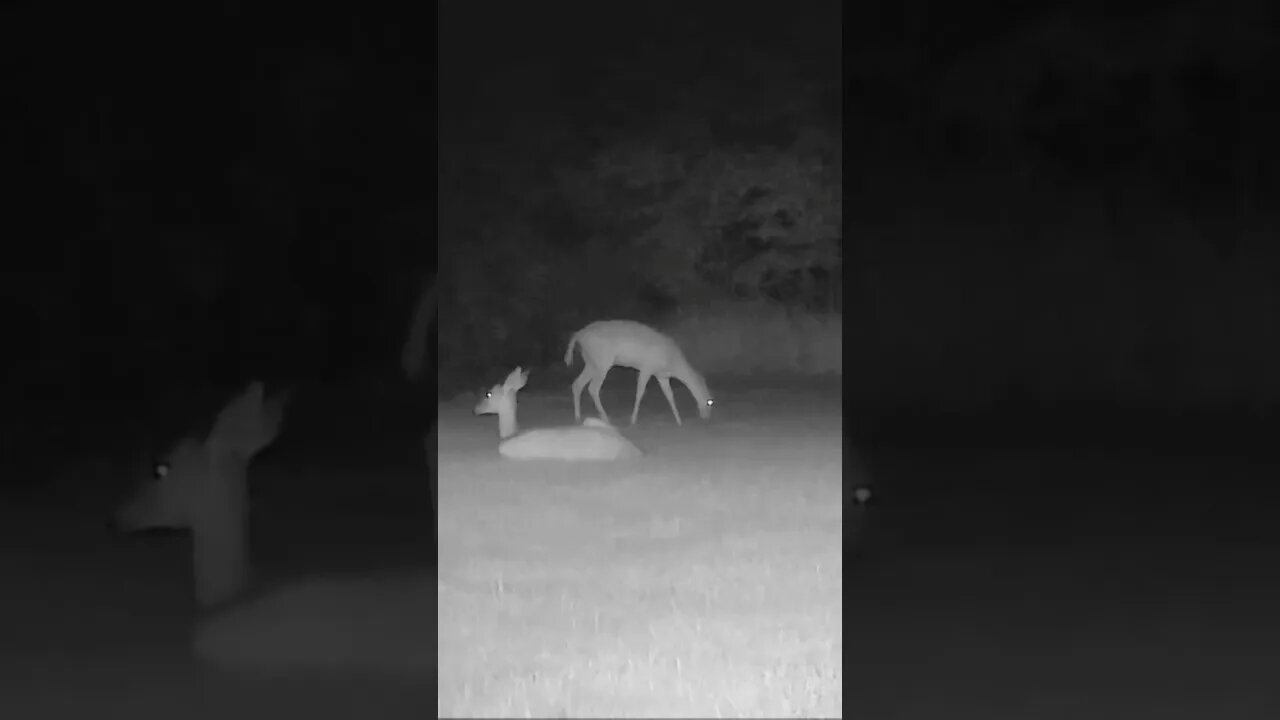 Front YARD Deer BED!!!