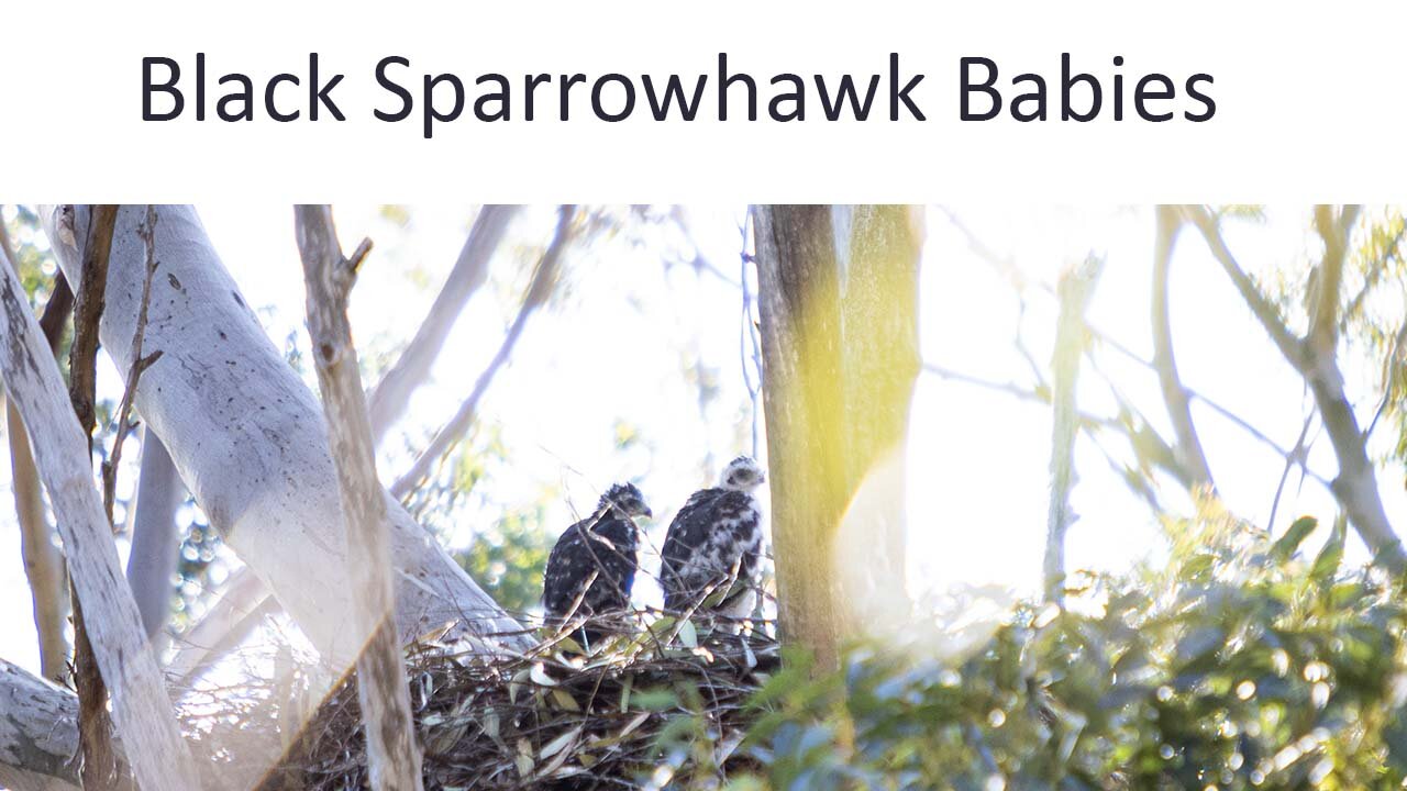 Announcing The Black Sparrowhawk Juveniles names!!