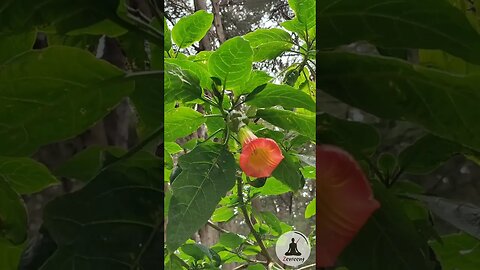 Red Angel's Trumpet Flower with Nature Sounds - Calming