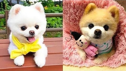 Baby Dogs - Cute and Funny Dog Videos Compilation. so cute